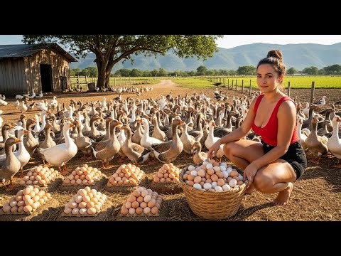 Muscovy Duck Farming: Feeding 1000 Ducks & The Secret to Egg Success