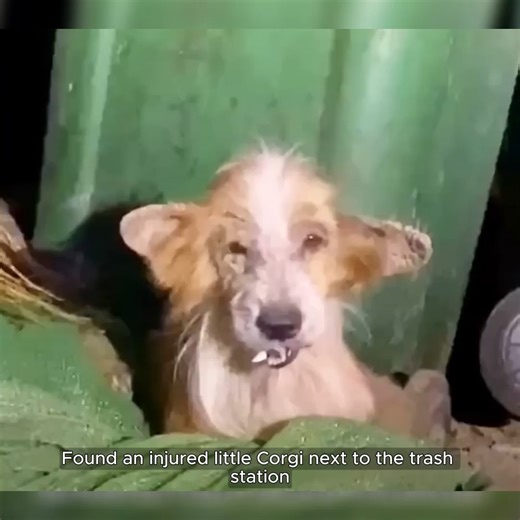 A Corgi with a broken jaw shed tears upon rescue,and has a remarkable transformation after recovery #rescue #animalrescue #dog #animals | Animal Shelter