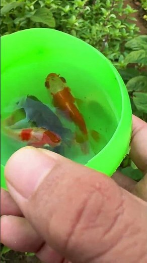 Hidden Water Channel | Catching Guppy, Koi & Tiny Creatures/Tiny World POV​ 4K video