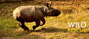 Watch Wildlife movie with english subtitles in 1440 16:9