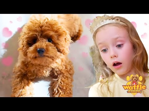 Waffle The Wonder Dog Full Episode Compilation For Kids! | WildBrain Zigzag