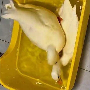 duck eating fish 🐟 #viral #duck