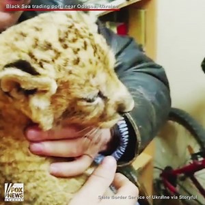 321K views · 465 shares | Ukrainian border guards rescued a young lion cub that was smuggled along with thousands of pet birds, the country’s state border service reported. The cub was discovered among over two thousand parrots and four dogs in an animal transport vehicle. | Fox News | Facebook