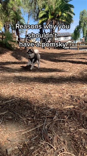 Adorable Pomsky Puppy Compilation