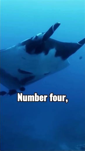 The Biggest Animals Ever Captured 🦅🫎🐍🐟🦁