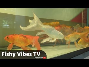 Beautiful Koi Fish Swimming in Clear Water - Fishy Vibes TV