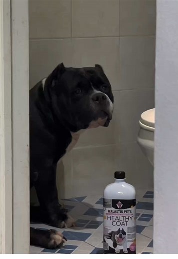 Captivating American Bully Eyes: A Must-See!