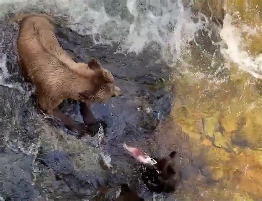 654K views · 15K reactions | The “Cutest tug of war” award goes to...