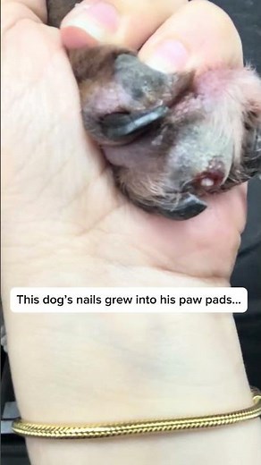 Severely Overgrown Dog Nails – Instant Relief #shorts