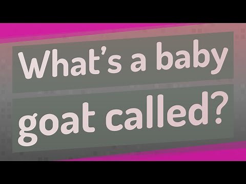 What’s a baby goat called?