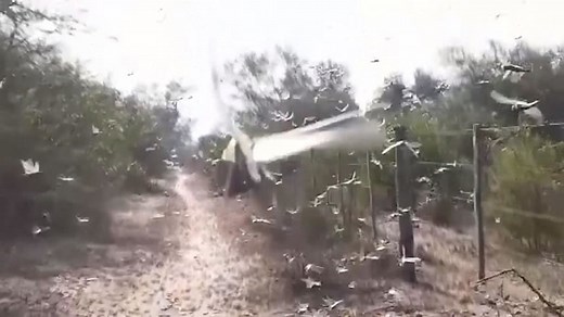 Swarm of locusts descends on northern Argentina