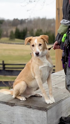 Dog Tales Rescue on TikTok