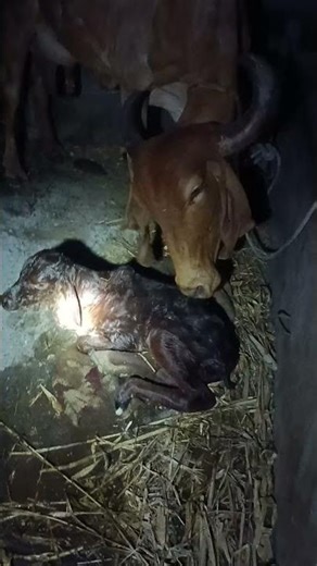 Dystocia in GIR COW.