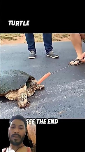 tortoise vs cat🐢🐱 Real competition of speed!?⚡#shorts #animals #cat #youtubeshorts