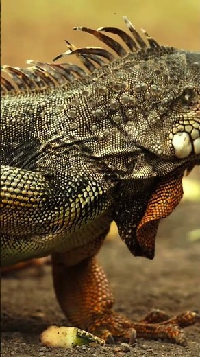 Surreal 8K HDR | 120FPS Dolby Vision #8K #HDR #DolbyVision