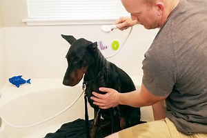 How to Bathe a Doberman: Bathing Schedule and Guide (with Pictures) - Doberman Planet