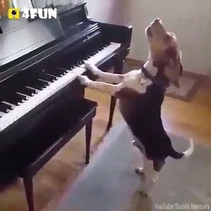 Puppy Song~ 🐶🐶🐶 ❥Download 4Fun & Participate our Reward Plan, Get money ₹₹₹! ❥Click : https://goo.gl/yknHHg | 4FUN India - 4FUN APP