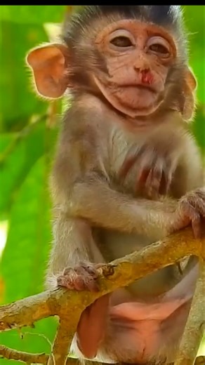 A Sad Scene: The Poor Little Monkey Tumbling Down from the Top of the Towering Tree 💖🌿 #baby #NewsUpdate #monkey #Very #reels #Leo #newborn #cute #milkyway #crying | Monkey history 2024