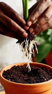 9.1K views · 70 reactions | Growing Bananas Anywhere: How to Do It Where You Live | Homestead Gardening | Facebook