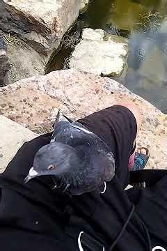 The Birdy Part 2