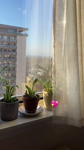 256 reactions · 30 shares | Short your shapewear game up! These All Day Every Day High-Waisted Shaper Shorts bring comfort AND seamless fit - without flattening your natural curves  | Shapermint | Facebook