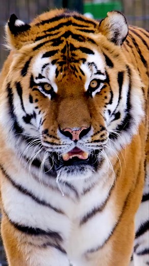 Tiger Growl Sounds Compilation | GuilloryFamily.tiger