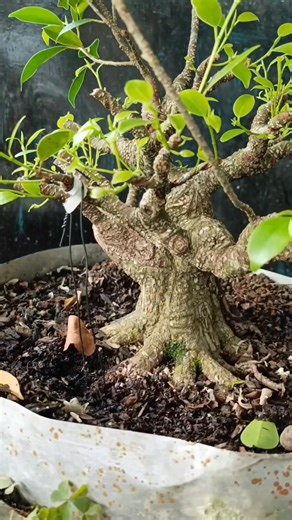 2.5K views · 642 reactions | This V-bend technique is most effective when applied to branches that have become stiff  #ficusmicrocarpa #bonsaitree #fblifestyle | Karimun Java | Facebook