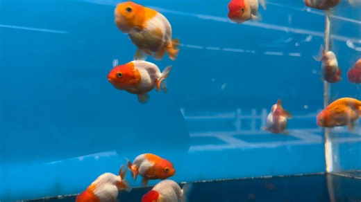 11 reactions | New fish arrival. Thai Lion Head Goldfish. Come check...
