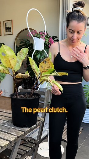 Ficus Elastica Struggles: From Infestation to Hail Damage