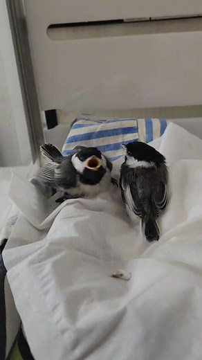 Our orphaned black-capped chickadee patients are growing up FAST! Like many songbirds, they can be ready to leave the nest in as little as two weeks. That may seem like a short time, but it's a lot of work keeping hungry chicks fed. 🐥😅 | Alberta Institute for Wildlife Conservation