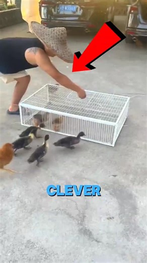 realcrimeteller on Instagram: "This Chicken Trap Design is Genius! 🐔#diy #chickencage"