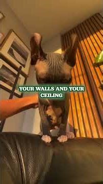 Pro-Tips For Sphynx Cat Ear Cleaning! 🧼 🐈‍⬛ 👂 #sphynxcare