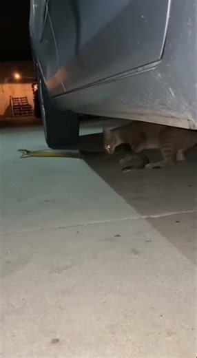 Cat Vs Snak Terrible Fight Moemnt Caught On Cam