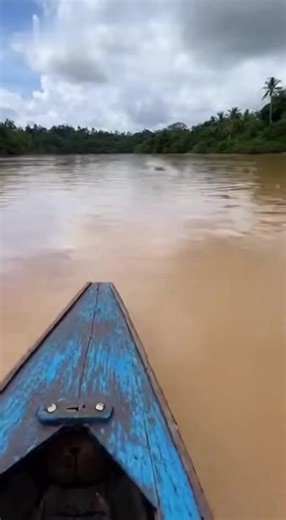 Poisson Fusée : Un Mystère Aquatique Étonnant