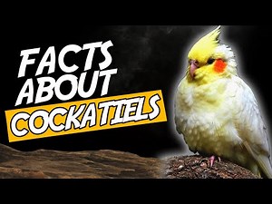 Top 10 Amazing Facts About Cockatiels You Should Know