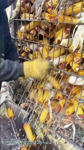 穀物の旅：コーンの処理工程