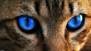 Some cat eyes seem to contain the entire Universe . . . | CatFancast