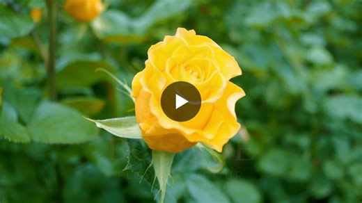 #bosqueflowers #frexecconsultoria #implementacionflorverde #gestionfloricola | Florverde Sustainable Flowers