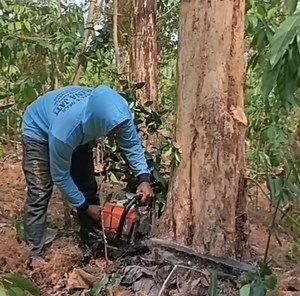 A good machine for cutting down tree and wood | Making Video