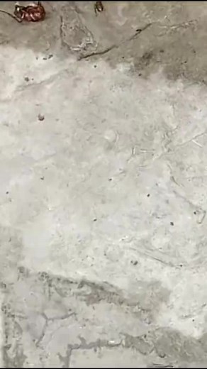 No more unwanted guests! 🪳❌ Our professional fumigation service guarantees a cockroach-free space. Contact us today! #pestcontrol #fumigation