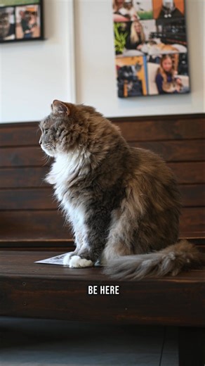 GOLD COAST | Cafe Cafe & Experience | Crazy Cat Cafe Such a chill spot that over looks the surfers paradise road. The money you pay to enter & experience the cat interactiom gies towards the cats food, necessities and mainting thier space. So many of the cats were re-homed or even rescued and now find residency here. 📍3131 Surfers Paradise Blvd, Surfers Paradise QLD 4217 🗓 Everyday | Monday - Sunday ⏰️ 9:30am - 5:30pm 🔗 crazycafe.com 💲COST💲 30 minute Session: Adult (13 & over) | $30 Child (