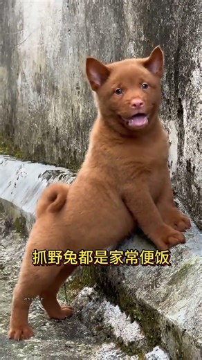 The love for these cute puppies grows day by day #dog #pet #cutedog #puppy #puppylove #cuteanimal