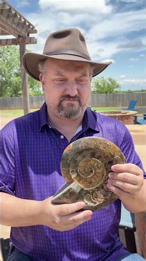 Ammonite Specimen