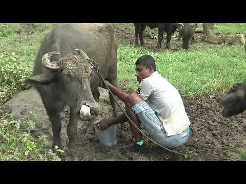 Village People Making Buffalo Curd | Making curd || Village life in Sri Lanka || EP 02
