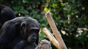 Download Common chimpanzee sitting yawning showing all his teeth - Pan troglodytes for free