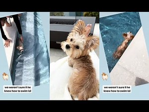 First swimming lesson of puppy Oscar Bieber with help from Hailey & Justin Bieber - April 2, 2019