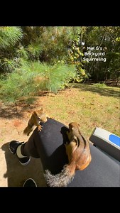 Petting my little squirrel friends!! #squirrelwhisperer #amazing #squirrel #wildanimals #nature #squirrelfriends #backyardwildlife #connectwithnature #melgsbackyard #melgsbackyardsquirreling | Melanie Getchell