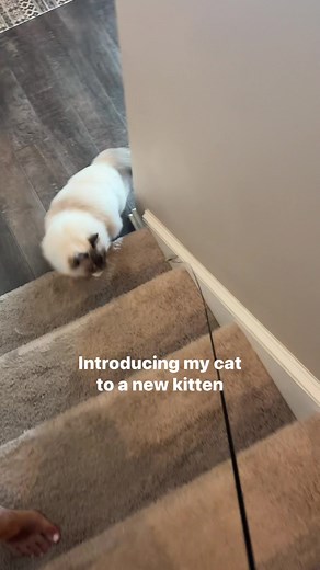 353K views · 5.3K reactions | Phase 3 in progress ✨ #cats #catintroduction #bondingcats #mainecoon #ragdoll #kittens #kittenintroduction #catbehavior #catproblems #friendlycat #fightingcats | The Lexi Bunch | Facebook