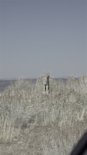 The View DuDe: A Colorado Meme Experience