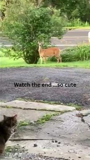 Cute deer and cat interaction